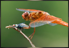 Dragonfly and housefly