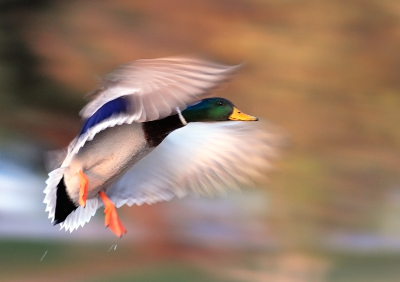 Mallard Duck in flight motion blur
