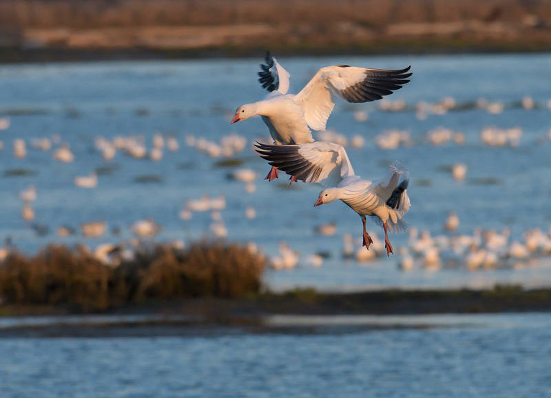 Skagit Valley Snow Geese in flight about to land