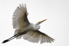 Elegant and graceful Great Egret