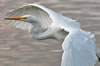 Beautiful Great Egret in flight