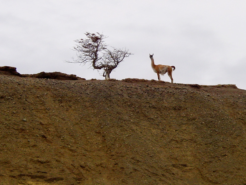 Guanaco watching from a hill top