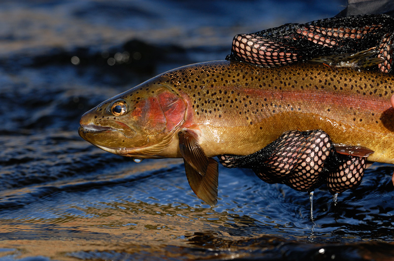 pretty hot creek rainbow trout