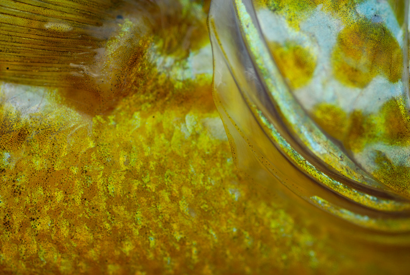 macro close up photo of a bluegill sunfish
