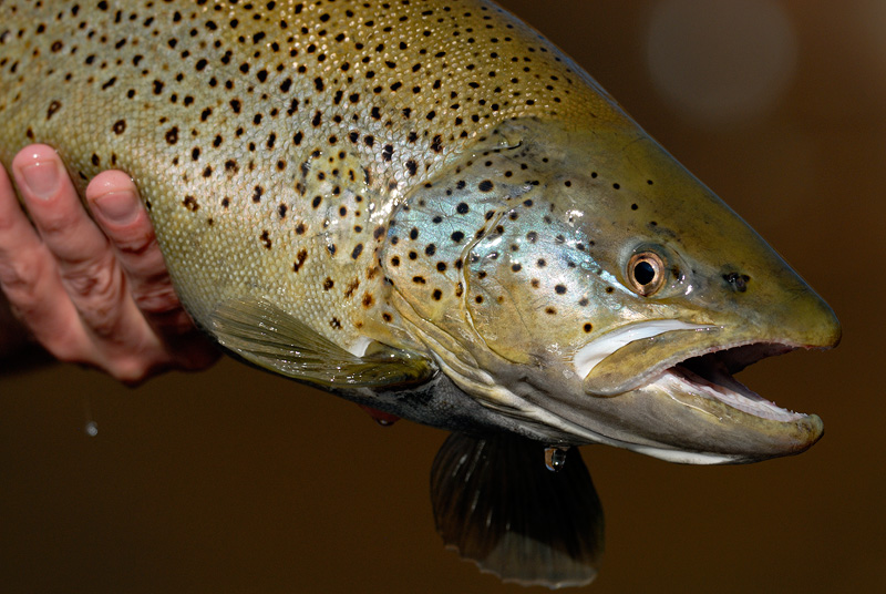 female brown trout with glowing cheeks