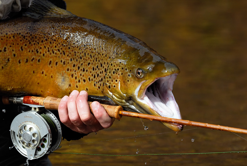 brown trout snapping at my bamboo fly rod