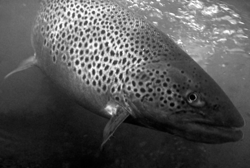 black and white photography brown trout underwater