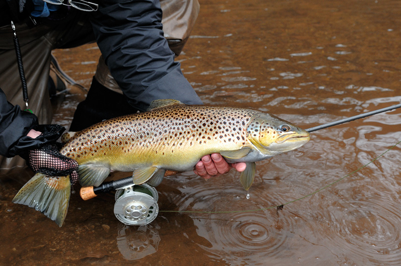 pretty female brown trout