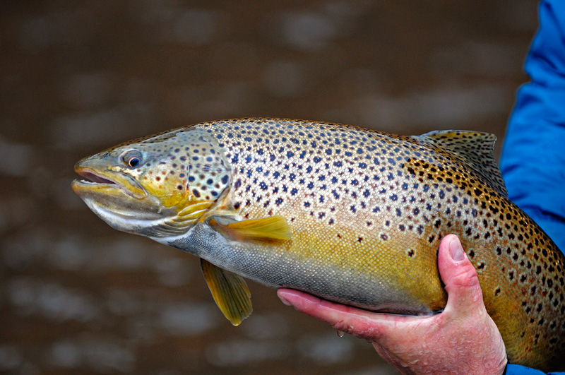 healthy and chunky brown trout