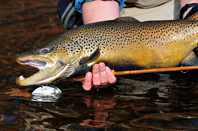 huge brown trout caught with a bamboo fly rod