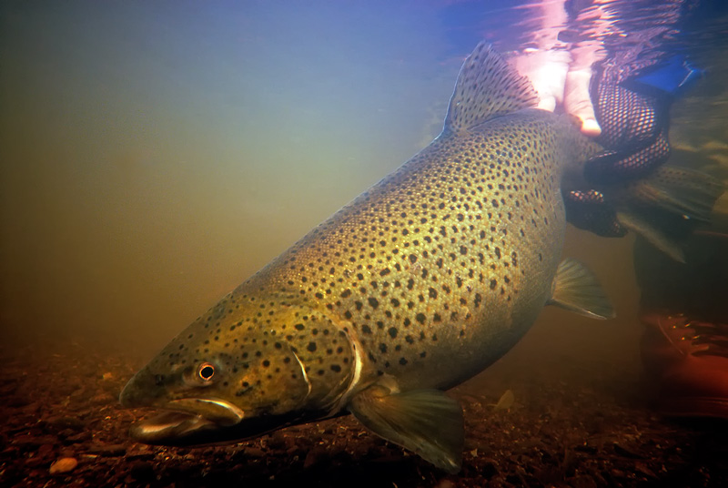 large brown trout being released