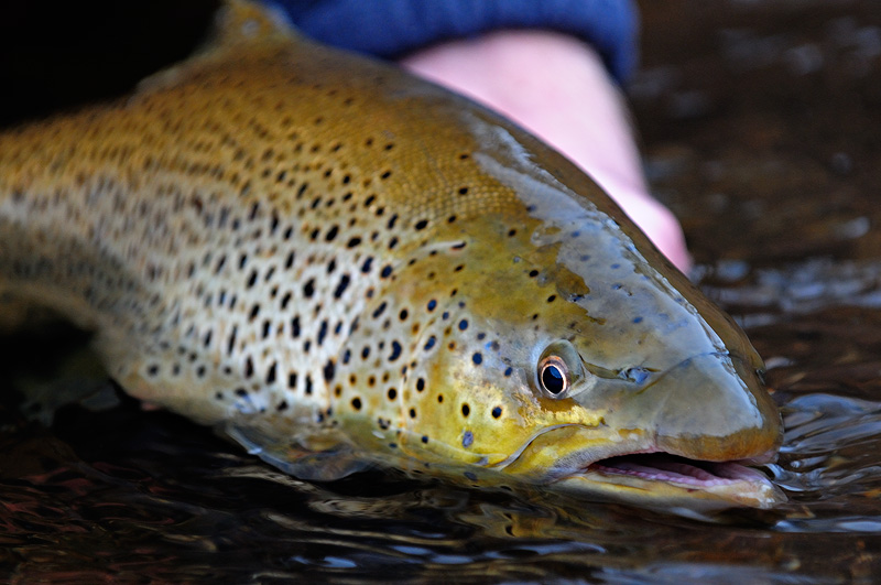 close up shot of a pretty female brown trout