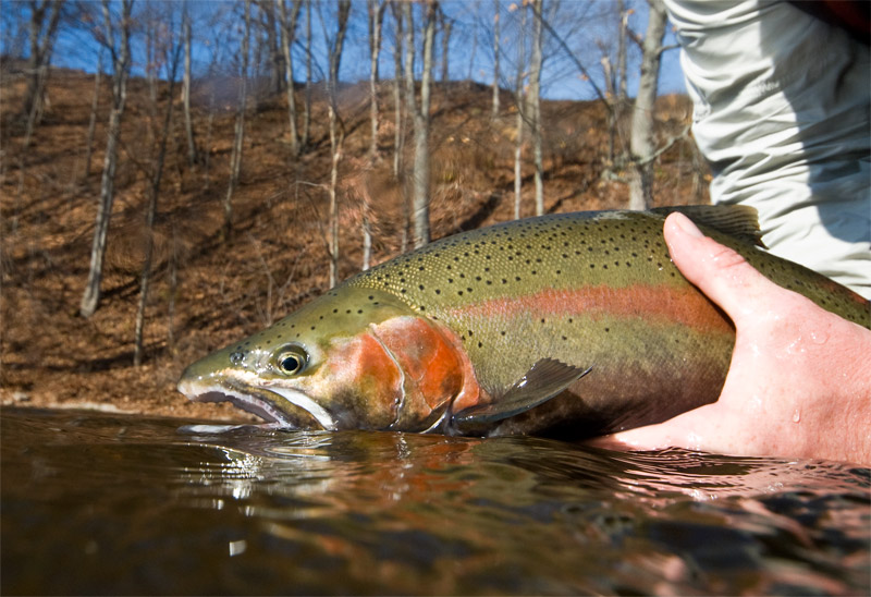 water level view of a rainbow trout being released