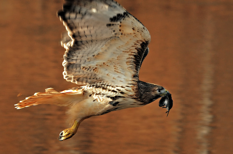 Redtailed hawk in flight heading back across the river