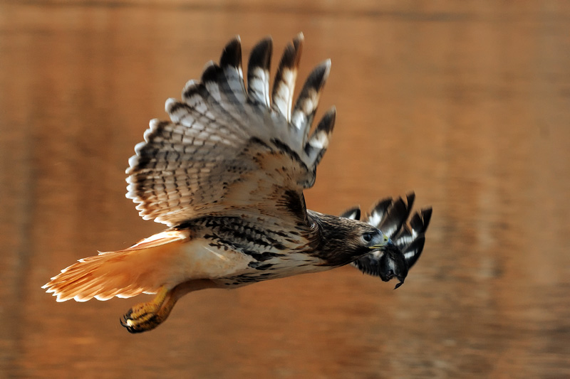Hawk flying back across the river with a snack