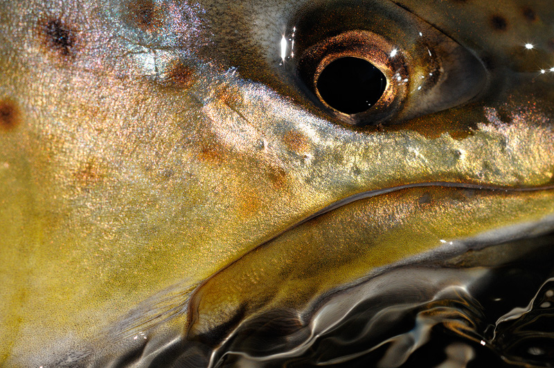 macro photo of a female brown trout face