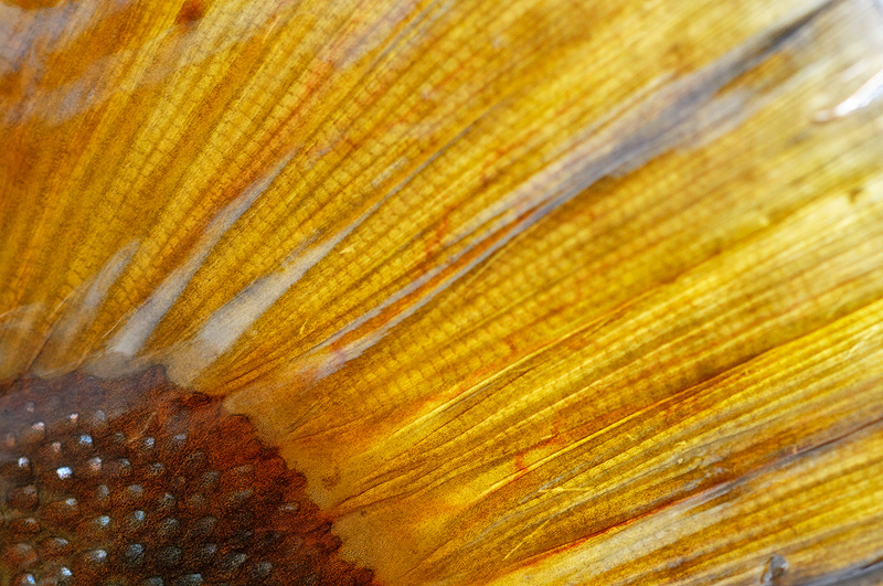 macro close up view of a brown trout tail