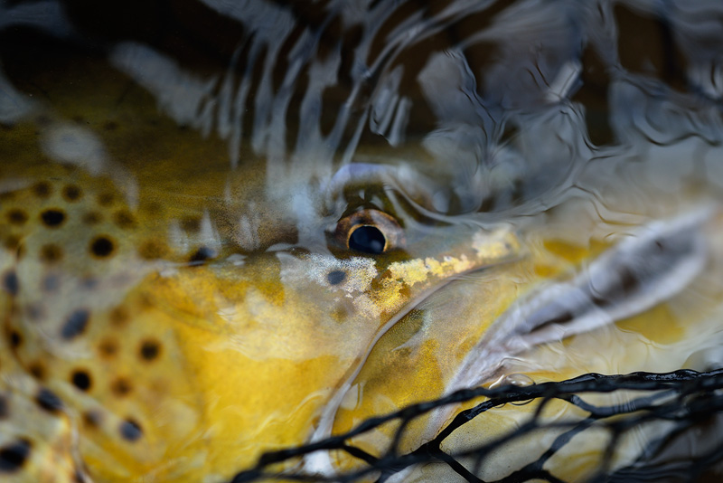 brown trout eye underwater