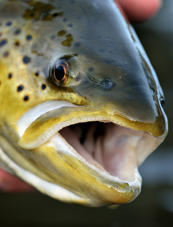 brown trout face close up macro photo 