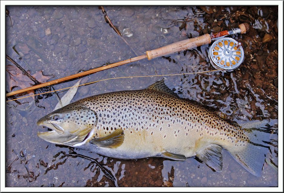 fat brown trout with a Farnorth rodsmiths bamboo fly rod