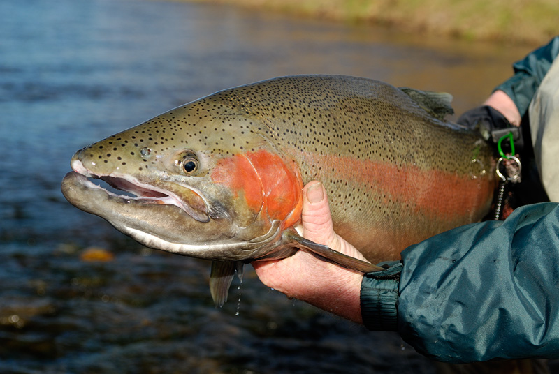 huge steelhead rainbow trout with flaming red cheeks