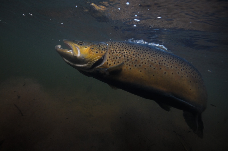 Fall Fly Fishing 2010 Atlantic Salmon, Brown trout and Rainbow Trout