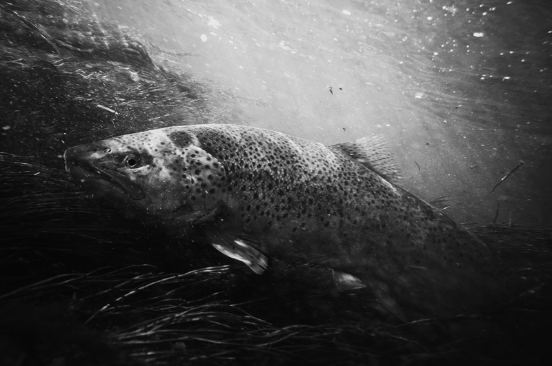 Large female brown trout nymphing in fast water