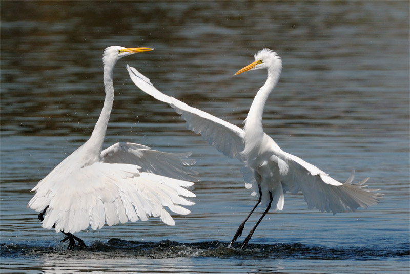 Pair of Great Egrets dancing on water