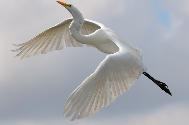 Magnificent Great Egret in flight, just fit in the camera viewfinder