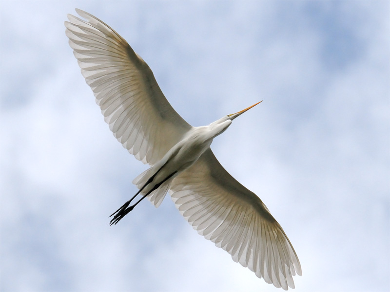 Great Egret flying directly overhead with wings spread wide