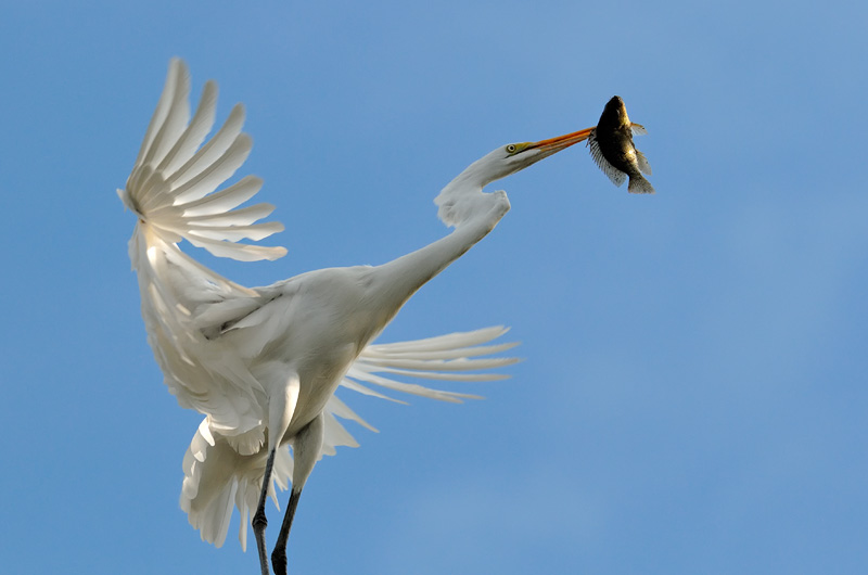 Great Egret landing on a tree top with a fish breakfast