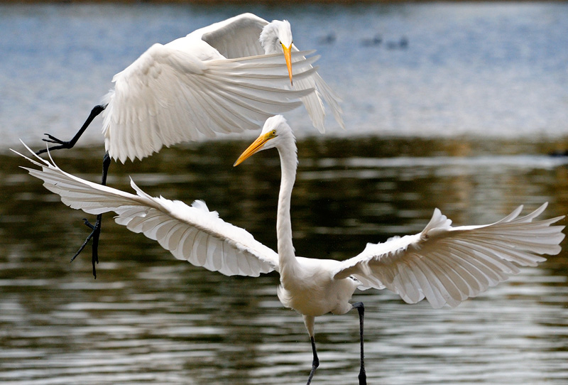 Great White Egrets at play