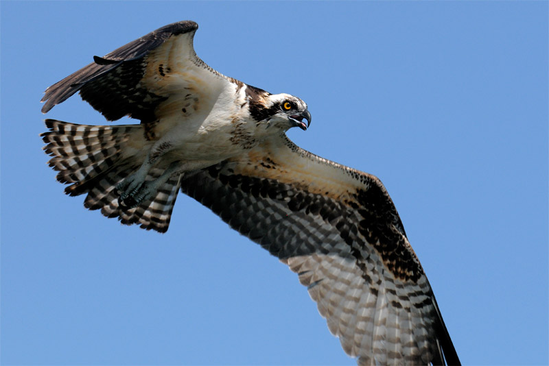 Pictures Of Osprey - Free Osprey pictures 