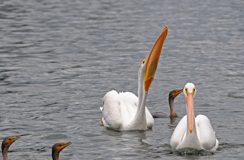 Pelican swallows its fish with a big gulp