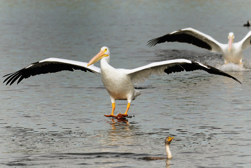 American White Pelicans landing on a small Los Angeles lake