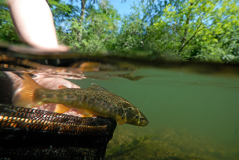 Over under fly fishing photography releasing a nice brown trout