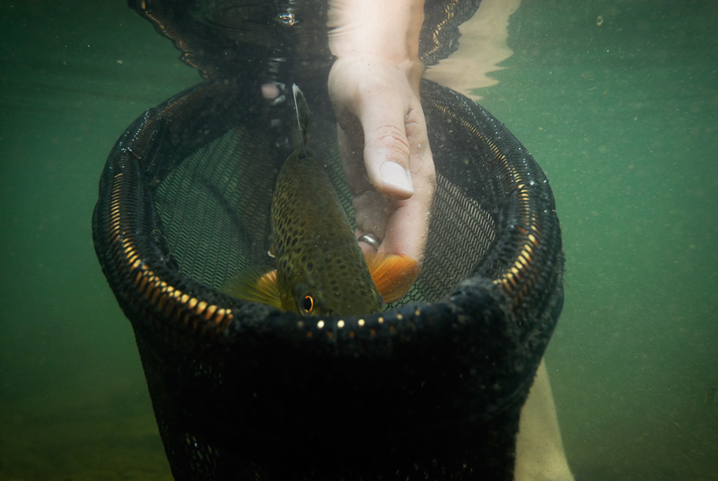 Brown trout peeking over the top of the net