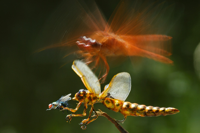 Orange dragonfly attacking the wings of a realistic dragonfly