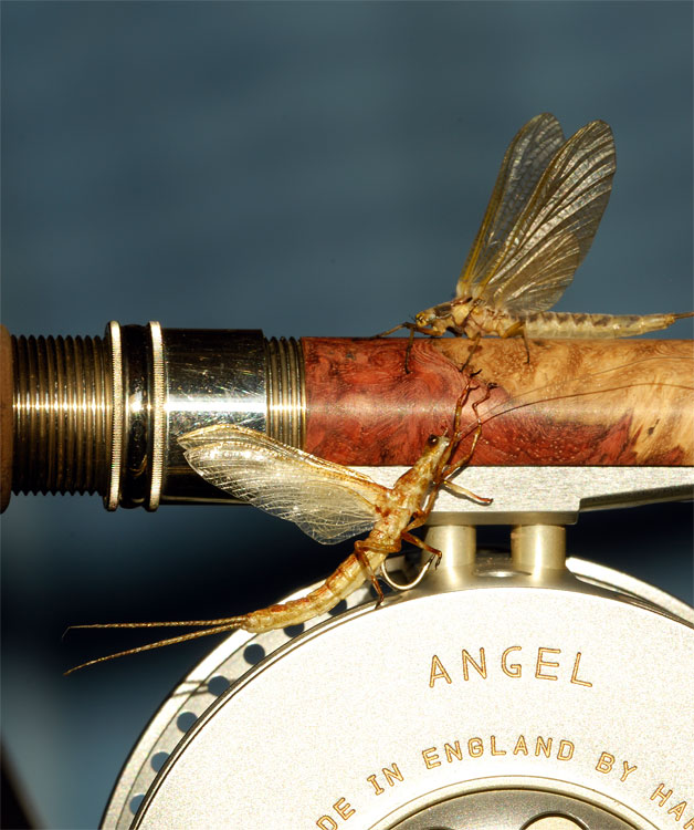 Mayfly Flies