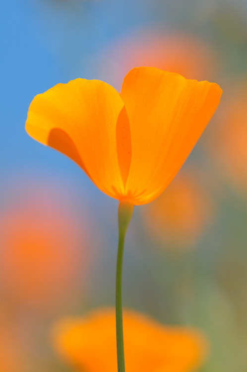 perfect spring day for photographing poppies