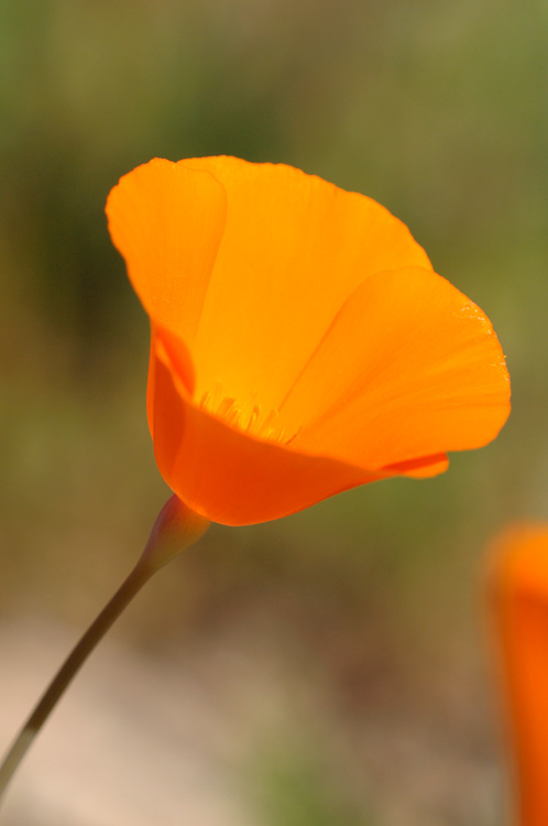 Poppy with petals glowing with sunlight