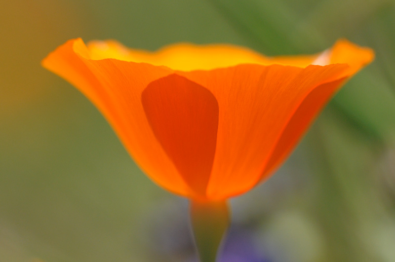 A Beautiful California Poppy