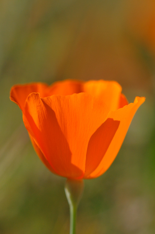 Flaming orange California poppy image, with room at the top for text...