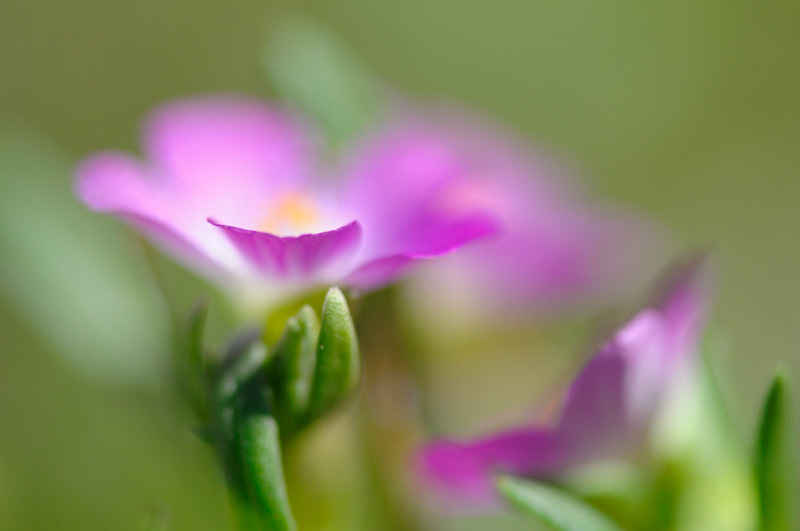 Macro selective focus on the tip of a Red Maids petal