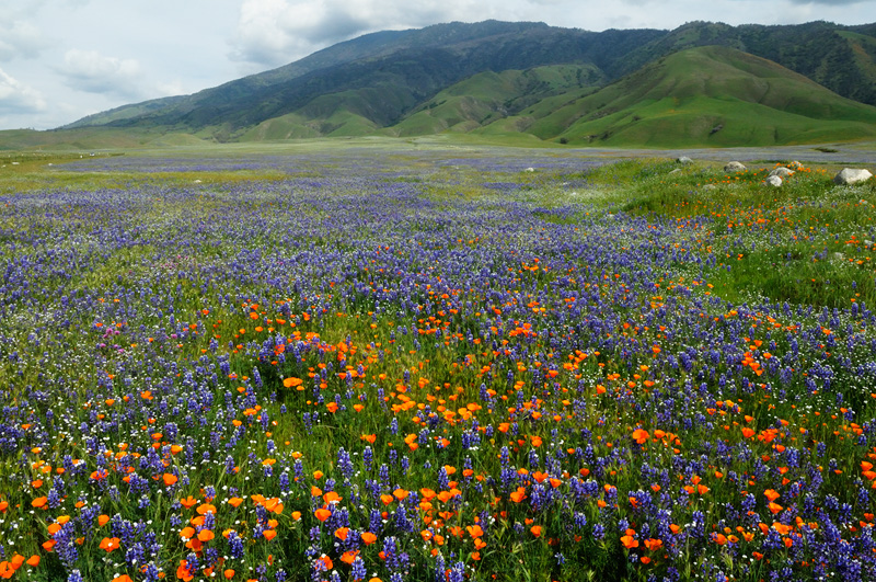 River of Poppies and Lupine 