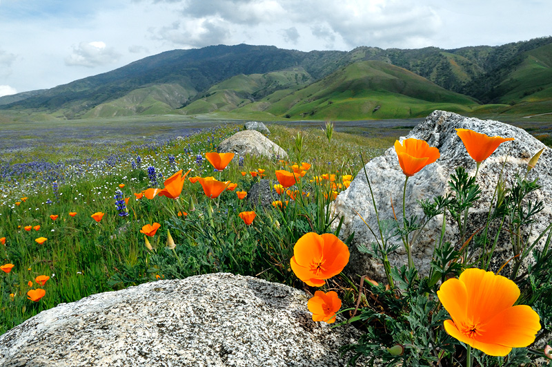California Rocks - poppies and lupine