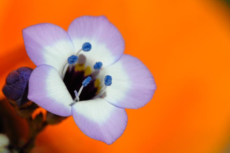 close up view of a Birds Eye blossom