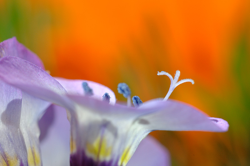macro view of Birds Eyes