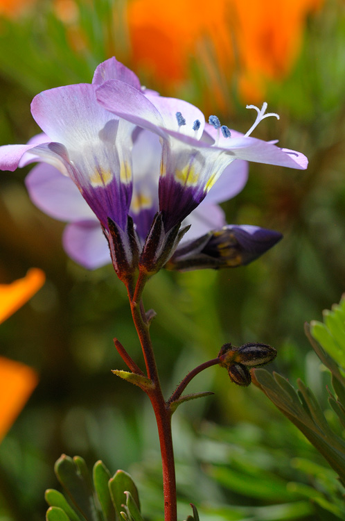 Birds Eye native California wildflower