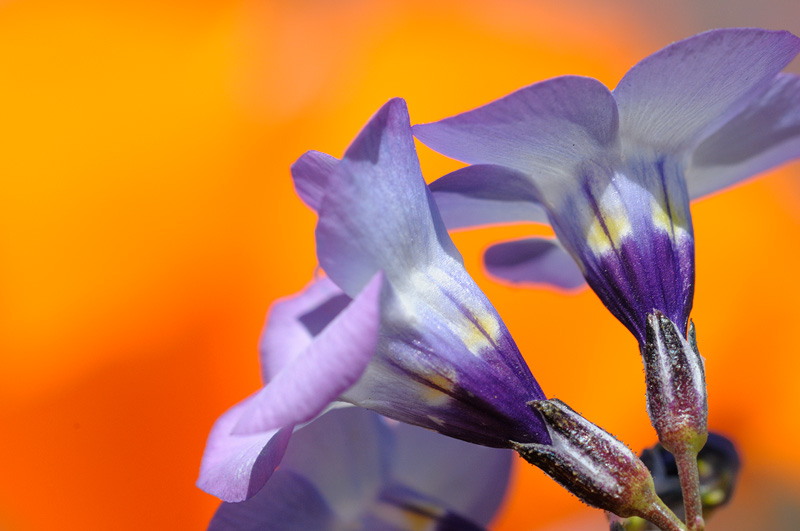 close up view of Birds Eye blossoms